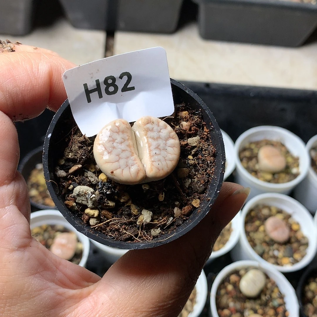 铃*H82多肉植物保护