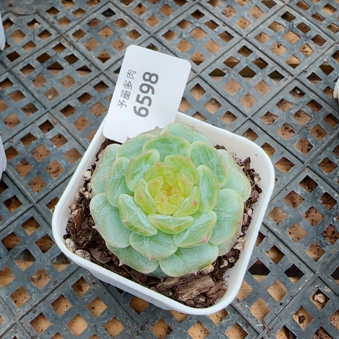 金盏，6598多肉植物
