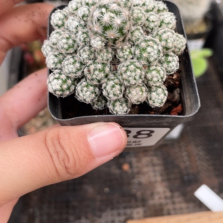 638须弥山仙人球植物