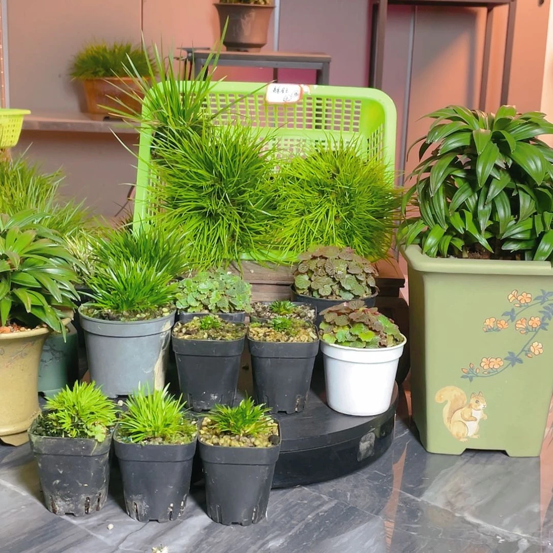 【闪购商品】不开花植物