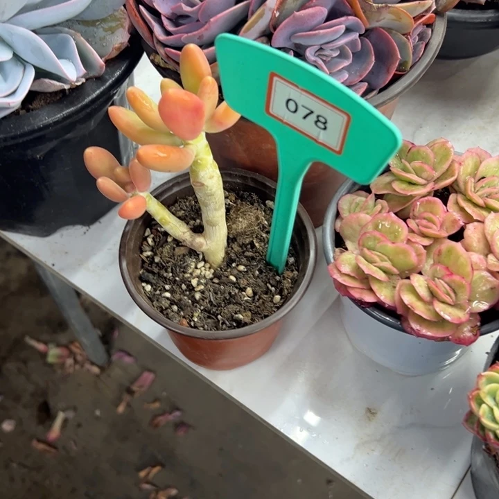 陳****?金蝉多肉植物078