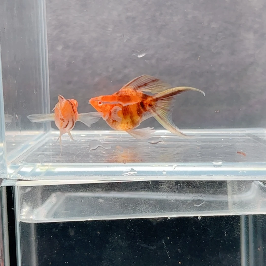 孔雀鱼玛丽虎皮一对