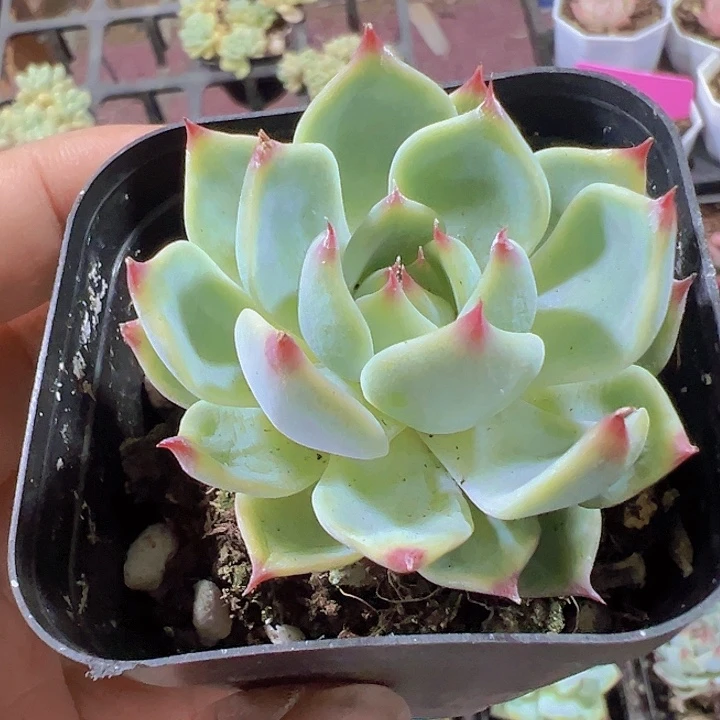 吉娃娃精品多肉植物大战