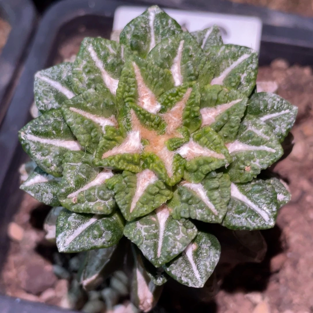 全部花朵黄体黑牡丹锦816