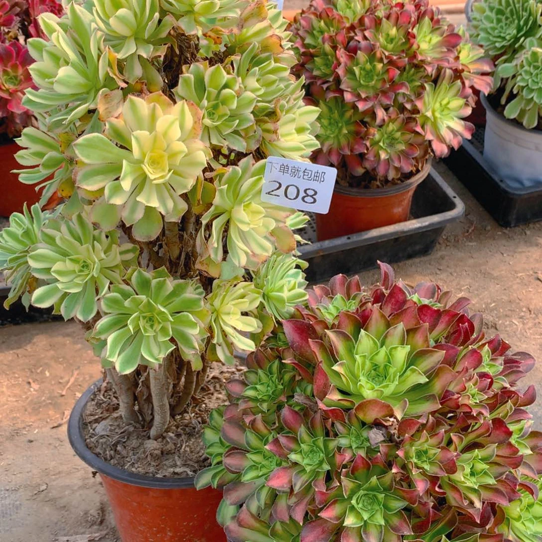 208法师组合老桩多肉