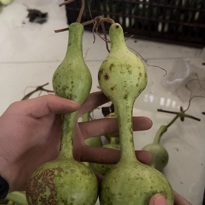 不***长三庭葫芦文玩摆件