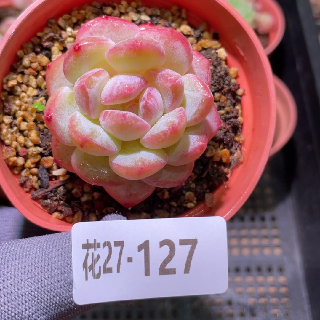 花利美27-127新品