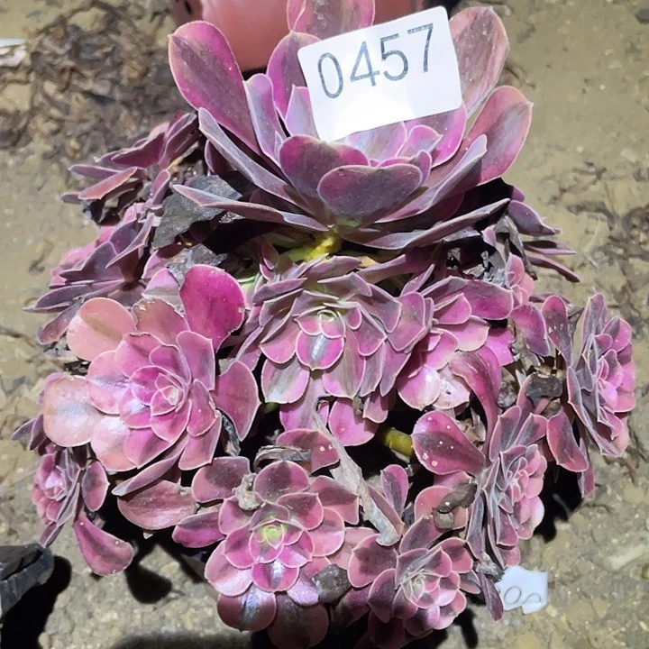 多肉植物法师457美杜莎