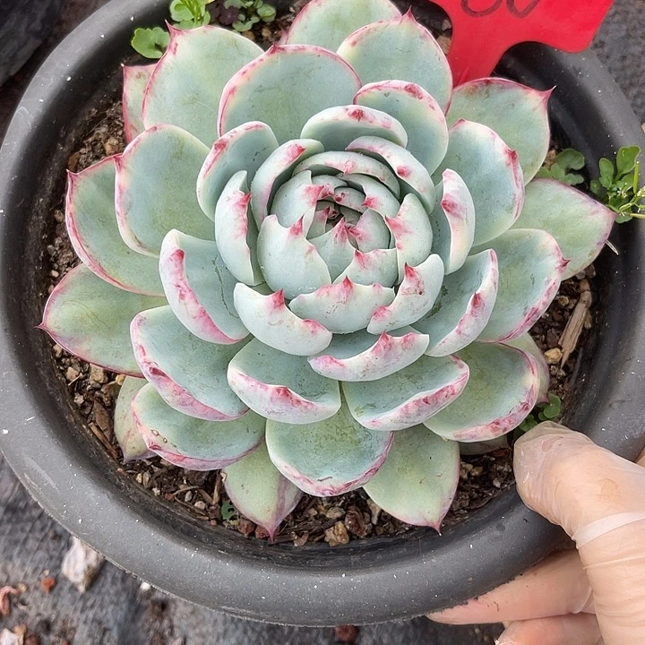 两单包邮，一物一拍金鸿娃娃60