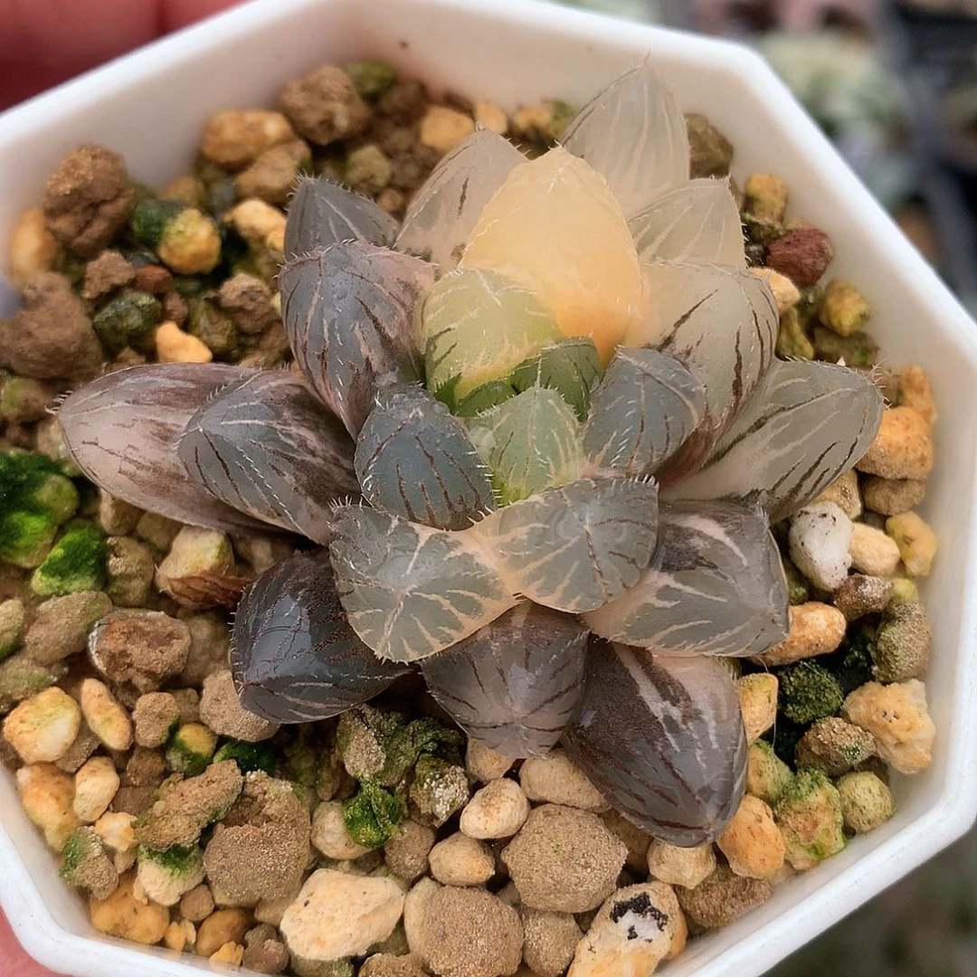 60号赤线玉露锦带盆土