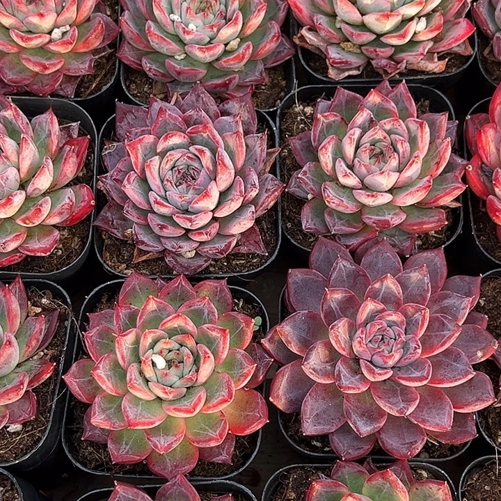 黑魔仙        福利多多