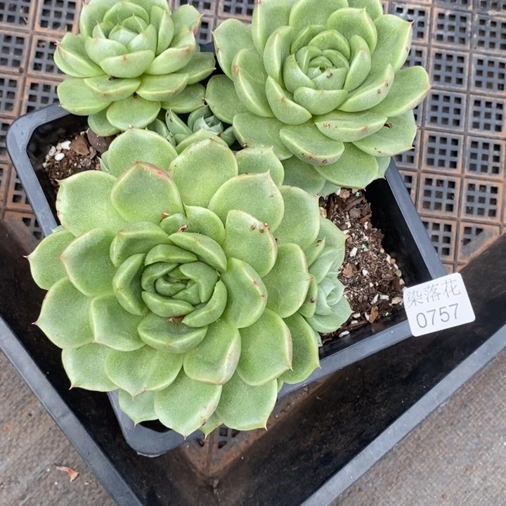 清*妈精品多肉植物0757