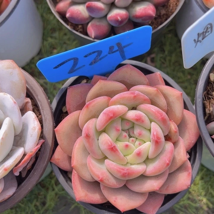 ，健健康康平平安安