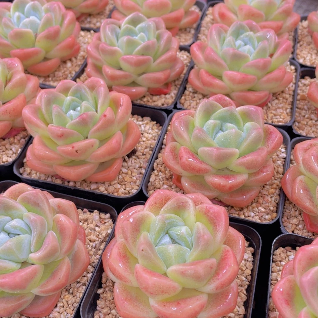 量拍2号 肥胖樱花钻石冰玉大单头一个