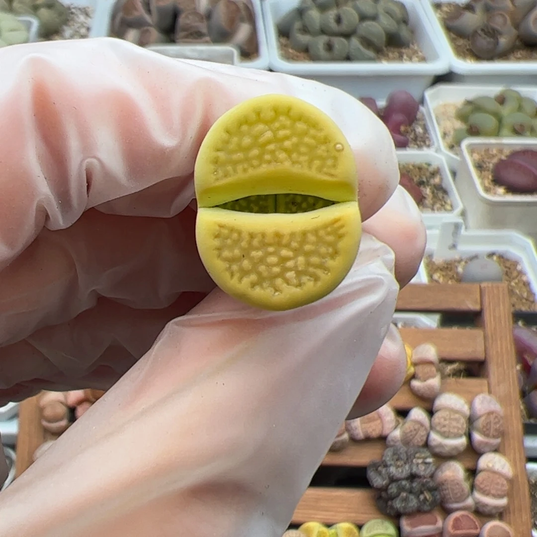 请****尼013号黄巴黎多肉植物