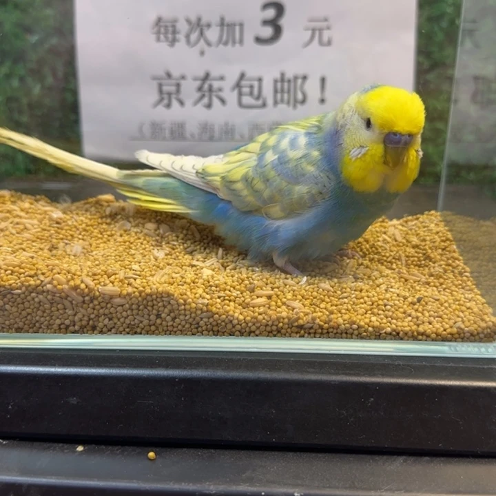 虎皮鹦鹉小头虎皮鹦鹉