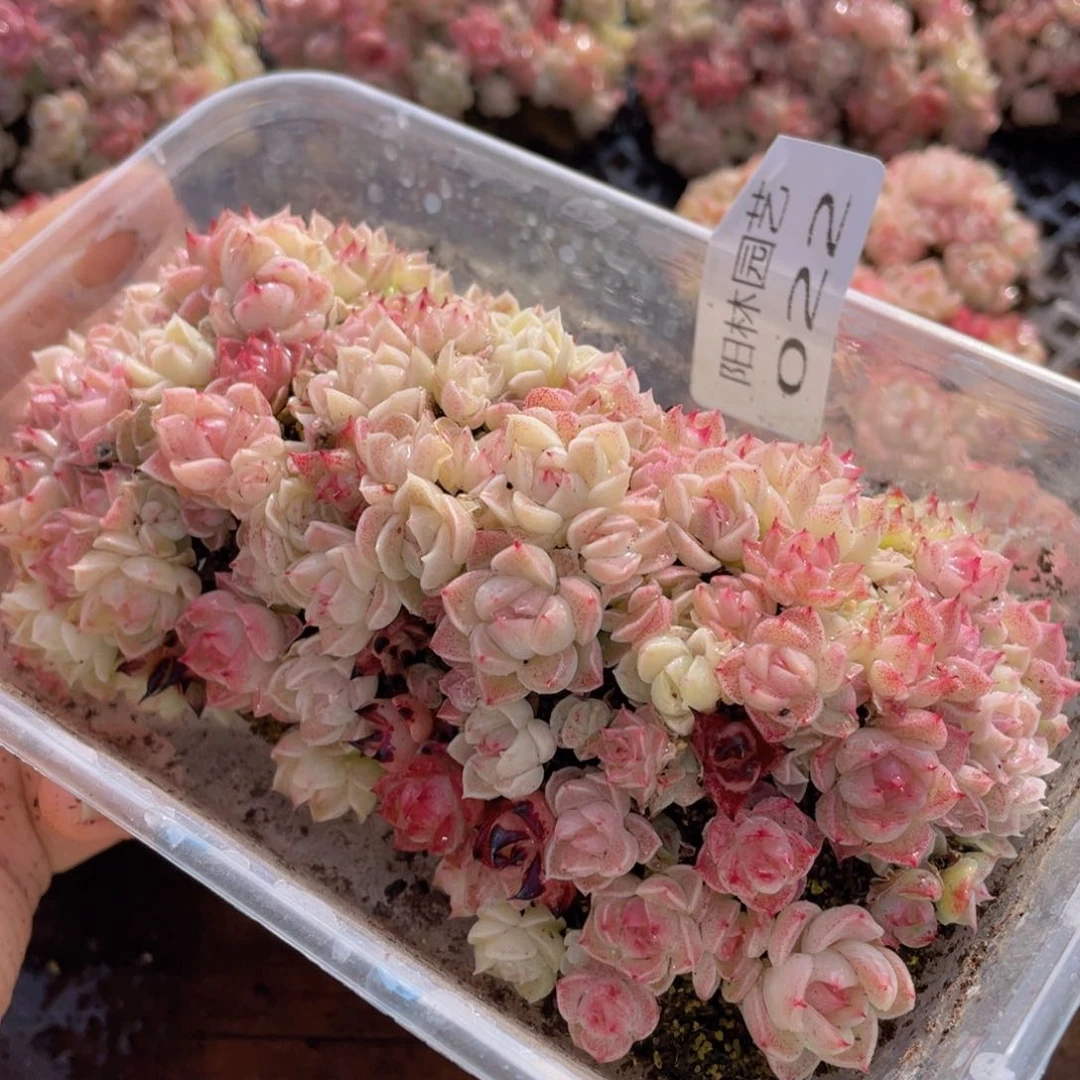 多肉植物多肉植物22