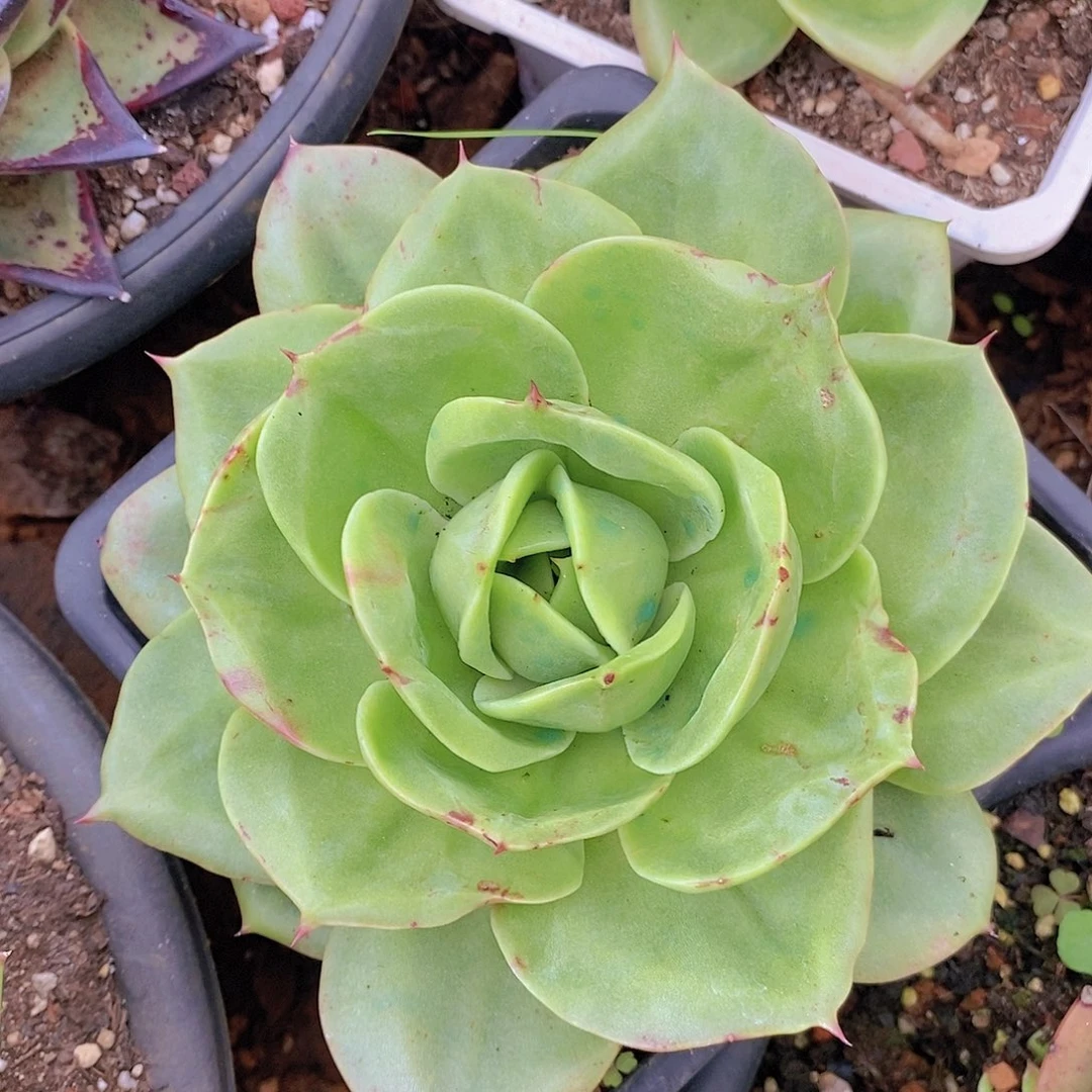 多肉植物宽叶狮子