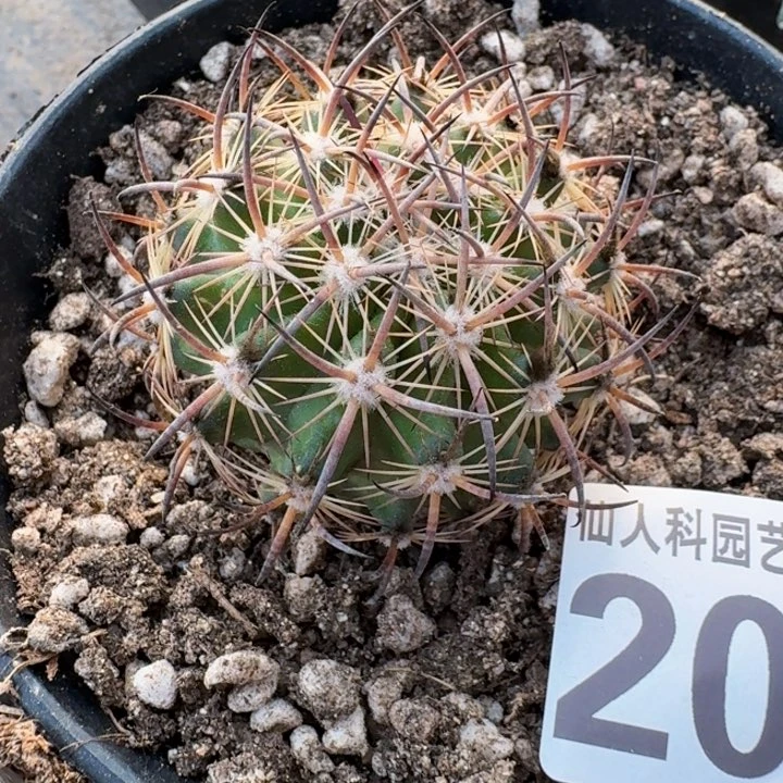 2042自根虎爪玉仙人球