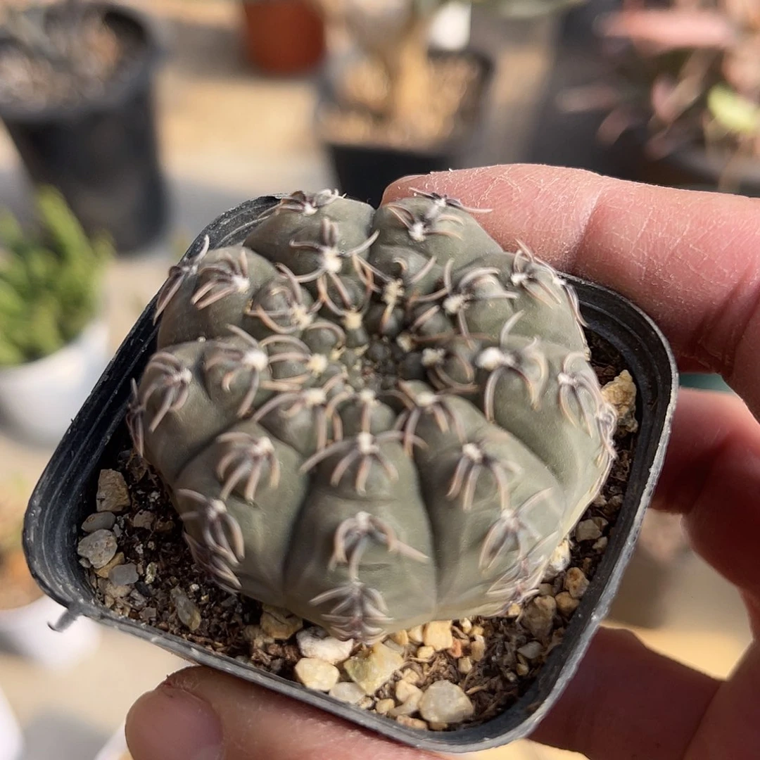 实生瑞昌玉一物一拍下单包邮