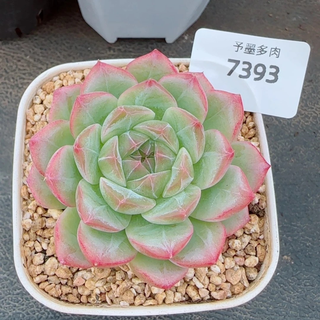 奶油卷，7393多肉植物