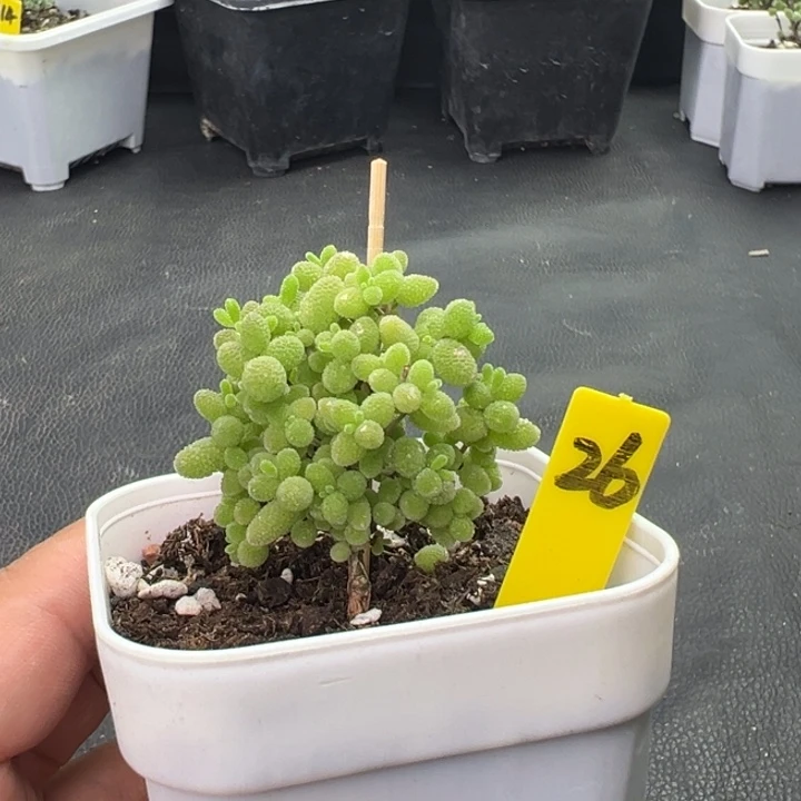 26蜜橘   一物一拍