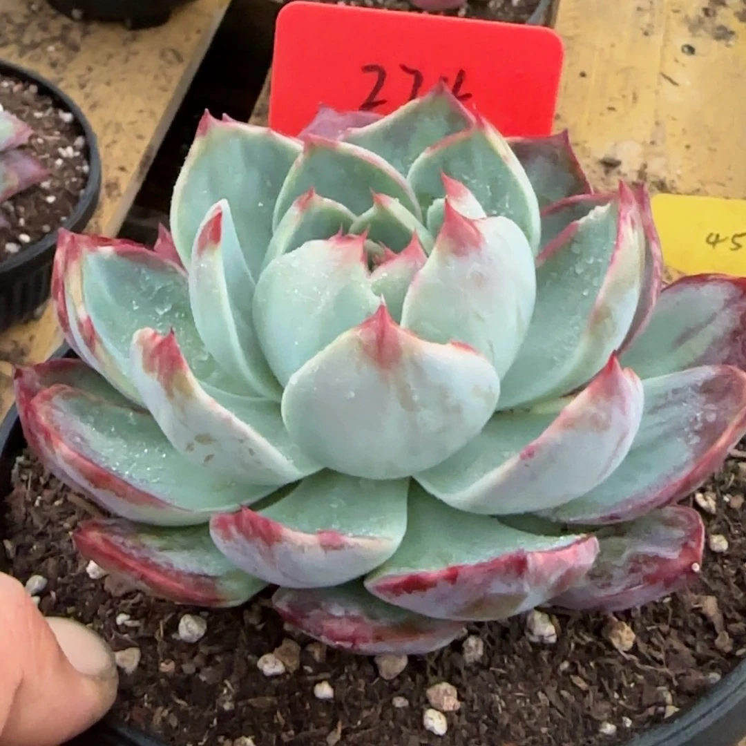 惊鸿一物一拍包装收缩花旱274