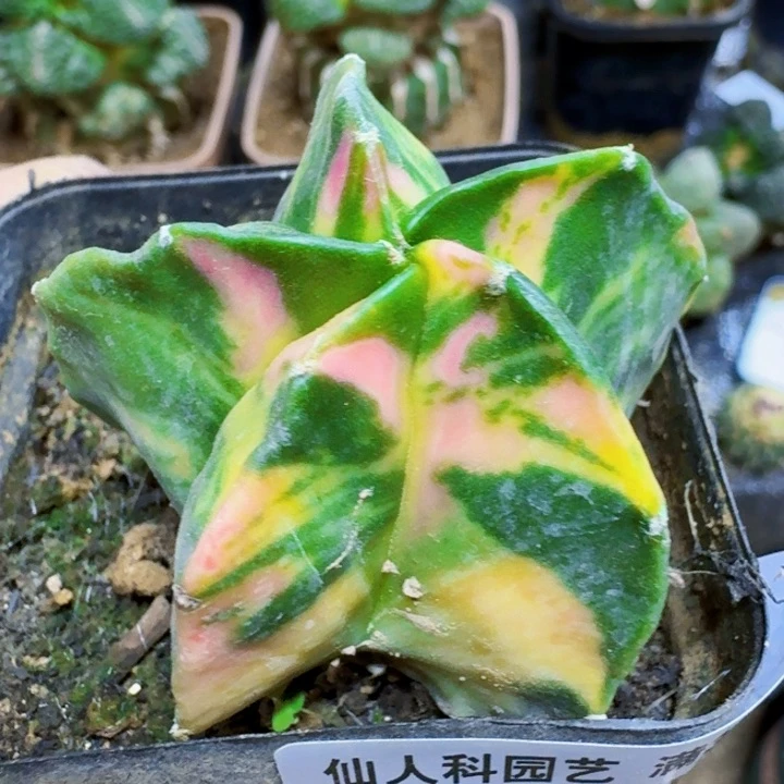 福利自根鸾锦582