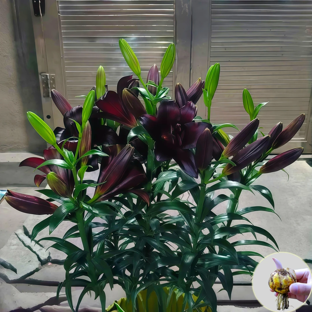 【黑魔术】进口香水百合花种球室内外种花卉四季种植浓香型盆栽鲜花