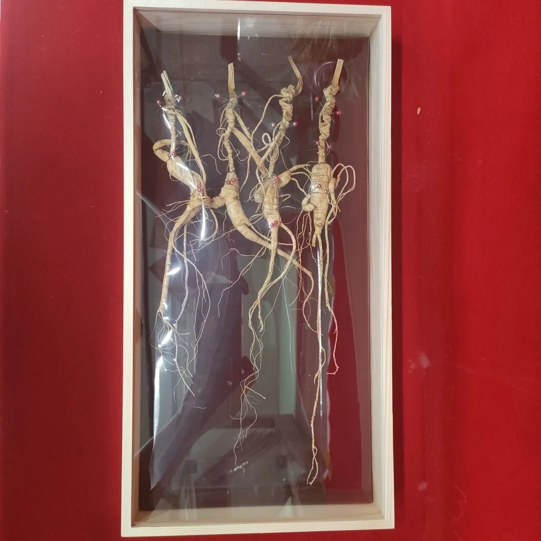 长白山林下参干参可泡酒煲汤泡茶养生滋补佳品