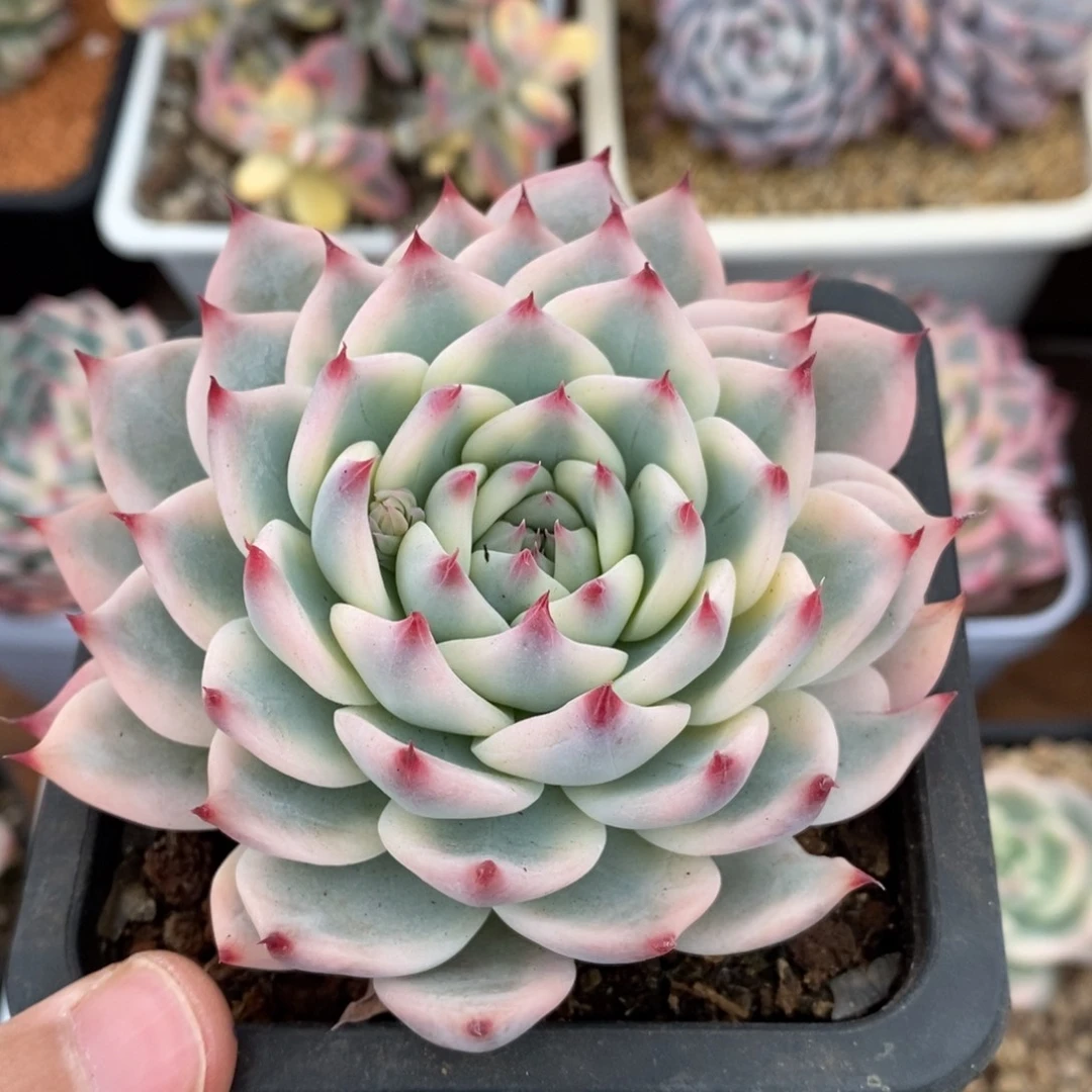 吉娃娃锦新年福利