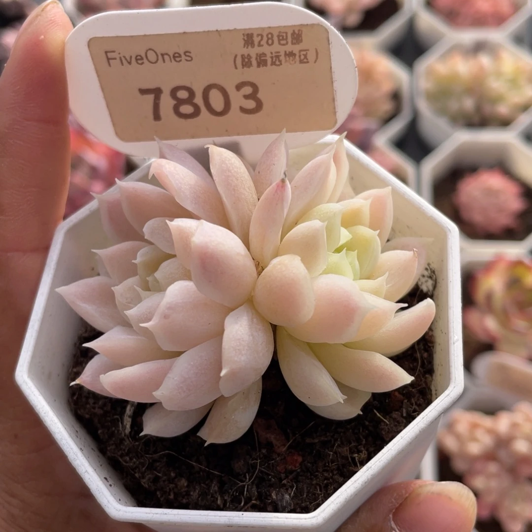 白月影7803-5.0厘米