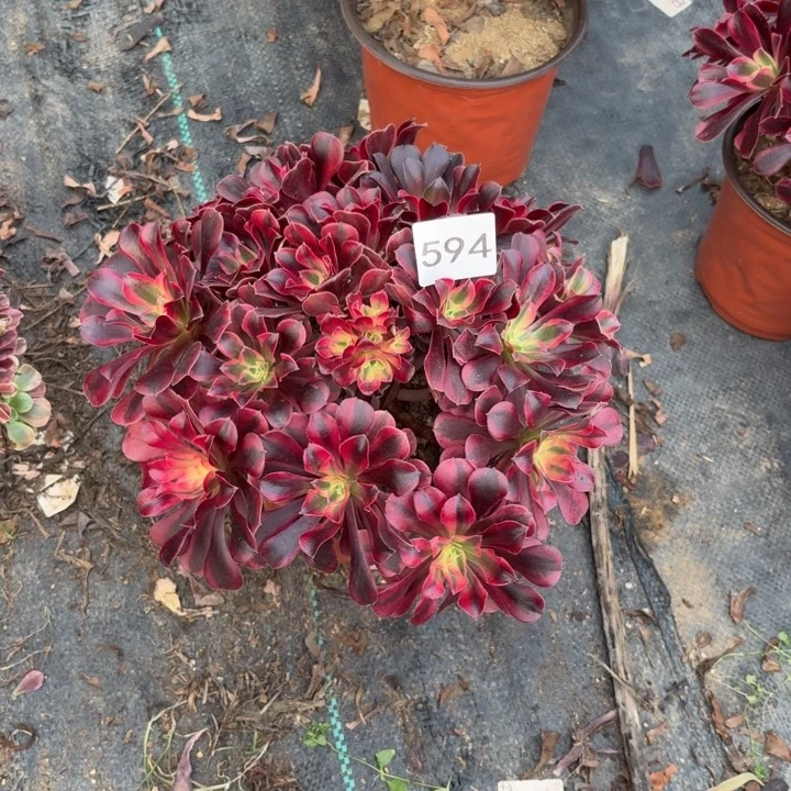 美杜莎多肉断枝不包594