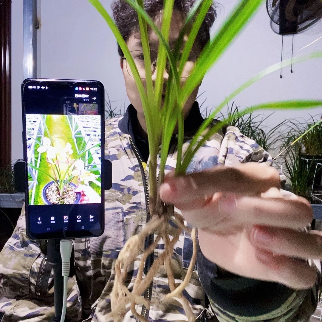 当前无花朵，栽培后可花朵药草引种苗，顺丰包邮，24小时发货