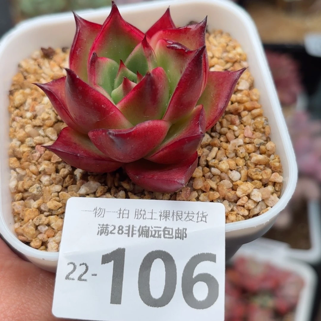 乌木单头多肉多肉