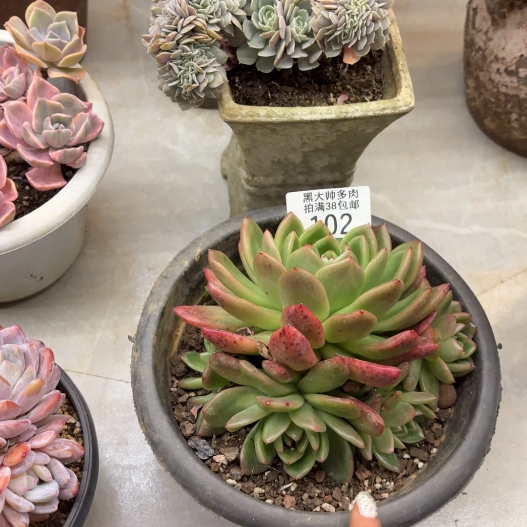 安***安黑大帅多肉102弗兰克