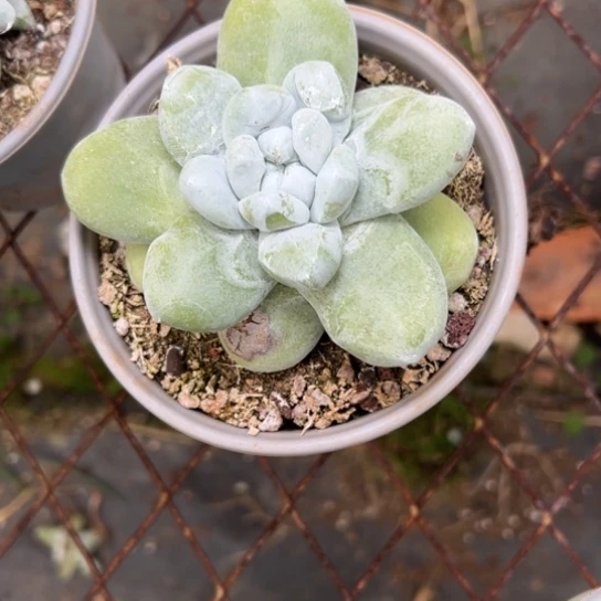 罗**姐谢谢宝～一物一拍3022