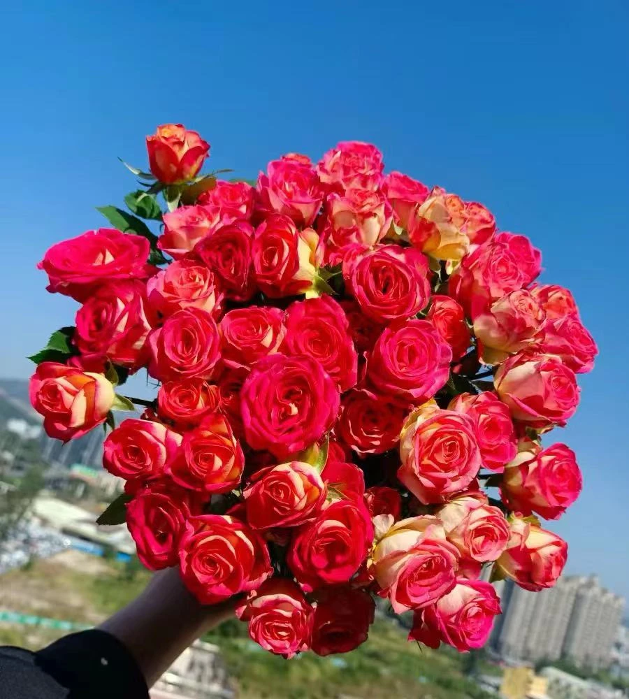 多头爱丽丝泡泡 云南鲜花基地直供