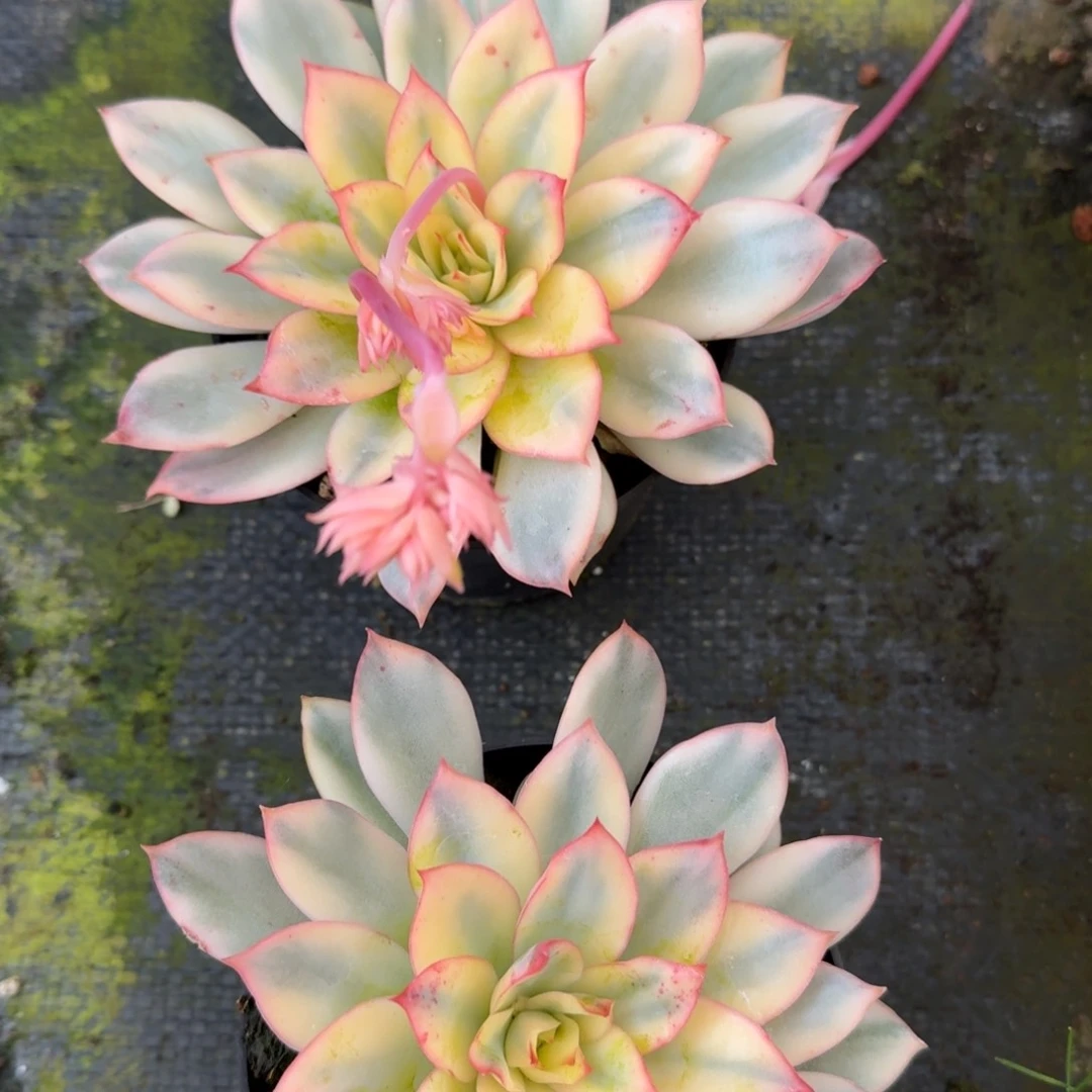 月光女神锦两颗量拍断叶不售后27-144