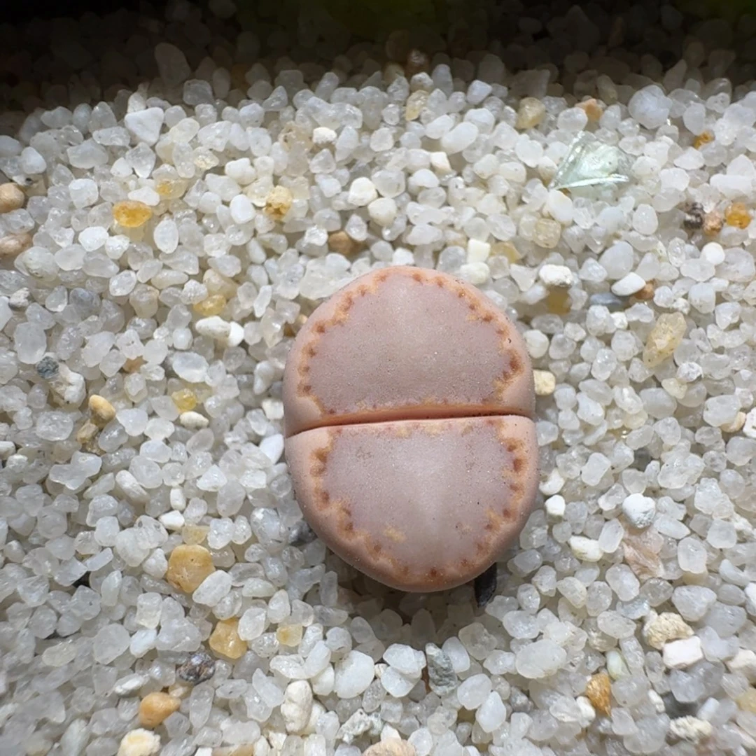 大****z0201-109饼干编号k