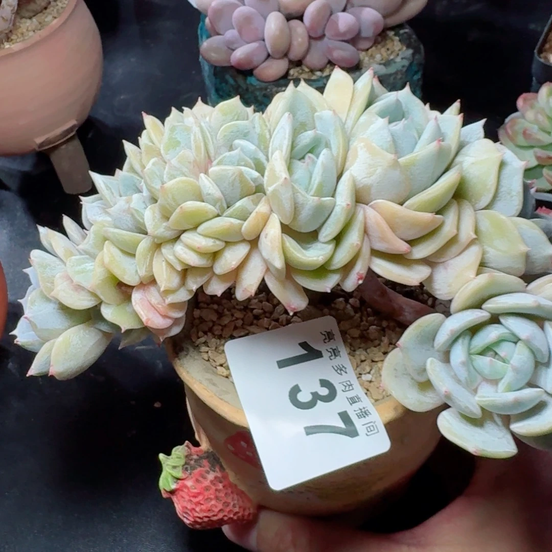 劳林缀化      愿你一路坦途，乘风破浪展宏图