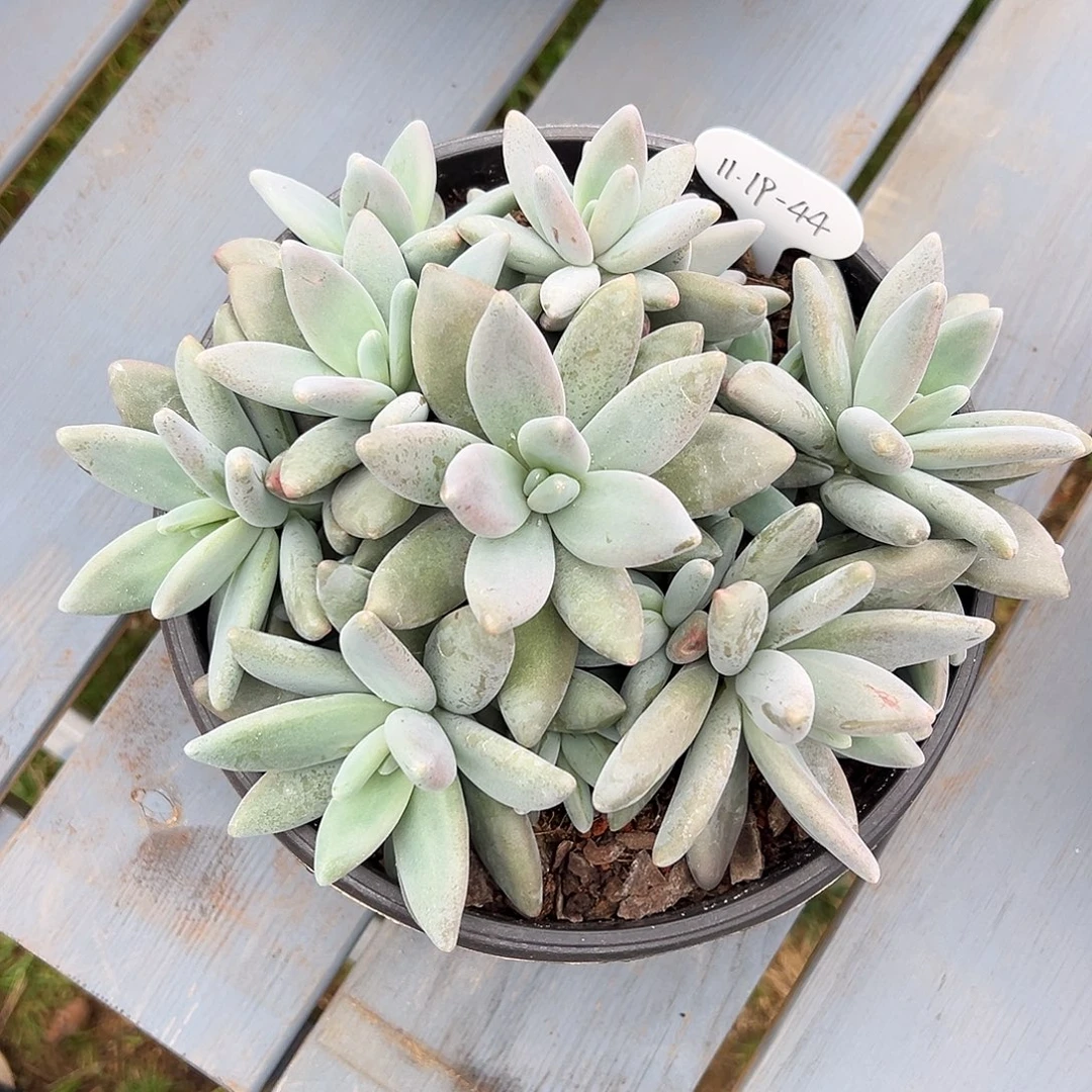 ス****1119-44企鹅群。。。。。