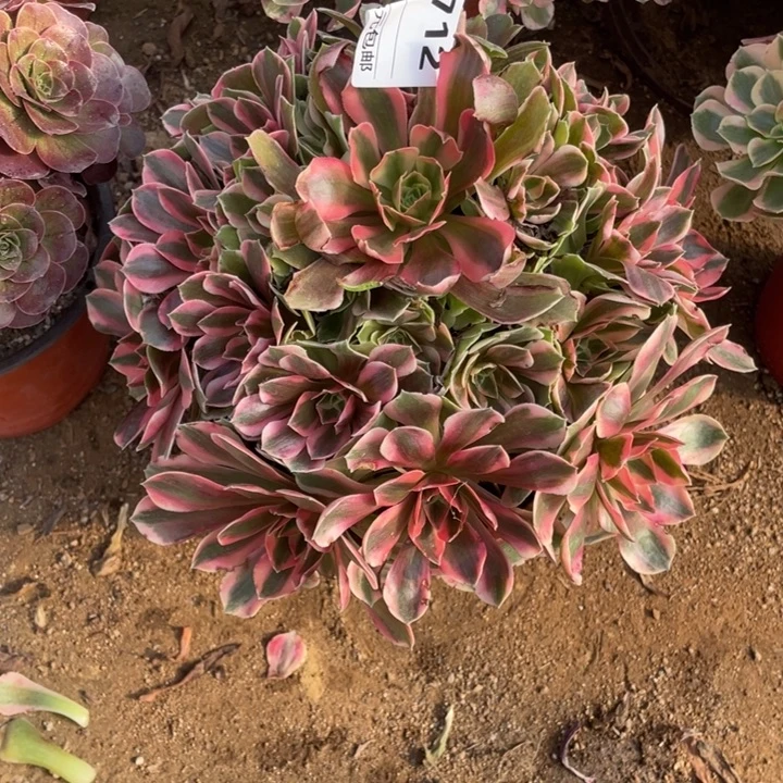 多肉粉女妖法师712