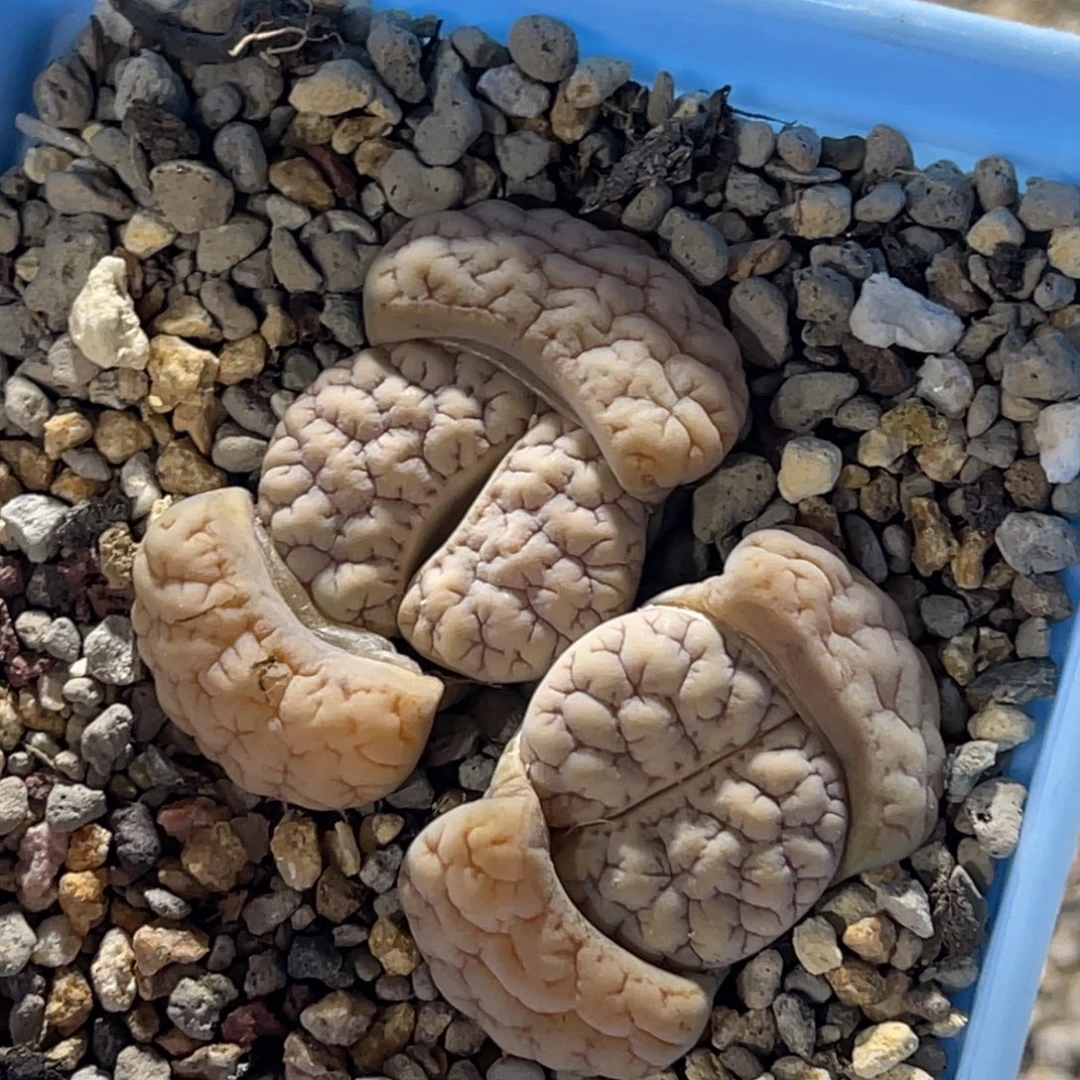 7791双头凹凸189连纹