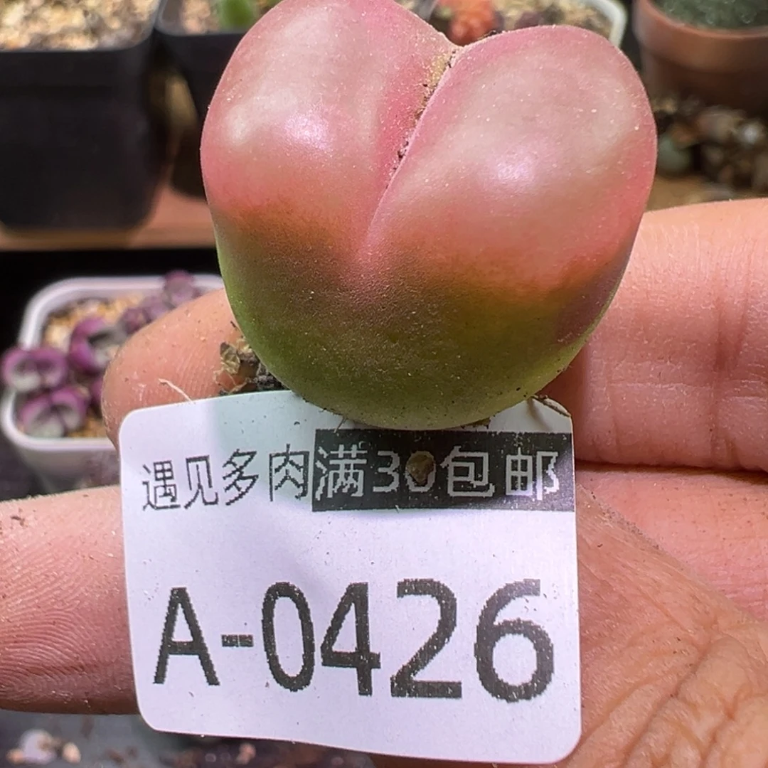 多肉植物11111111111