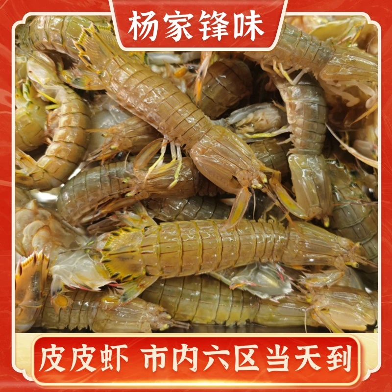 【杨八妹 杨家锋味】中号皮皮虾 虾爬子  2-5斤  天津