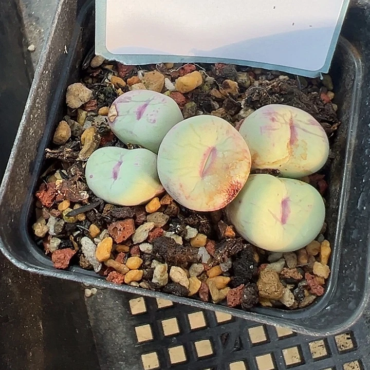 天***空20-65肉锥多肉植物