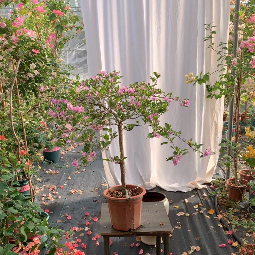【闪购商品】完全开放银边雪紫