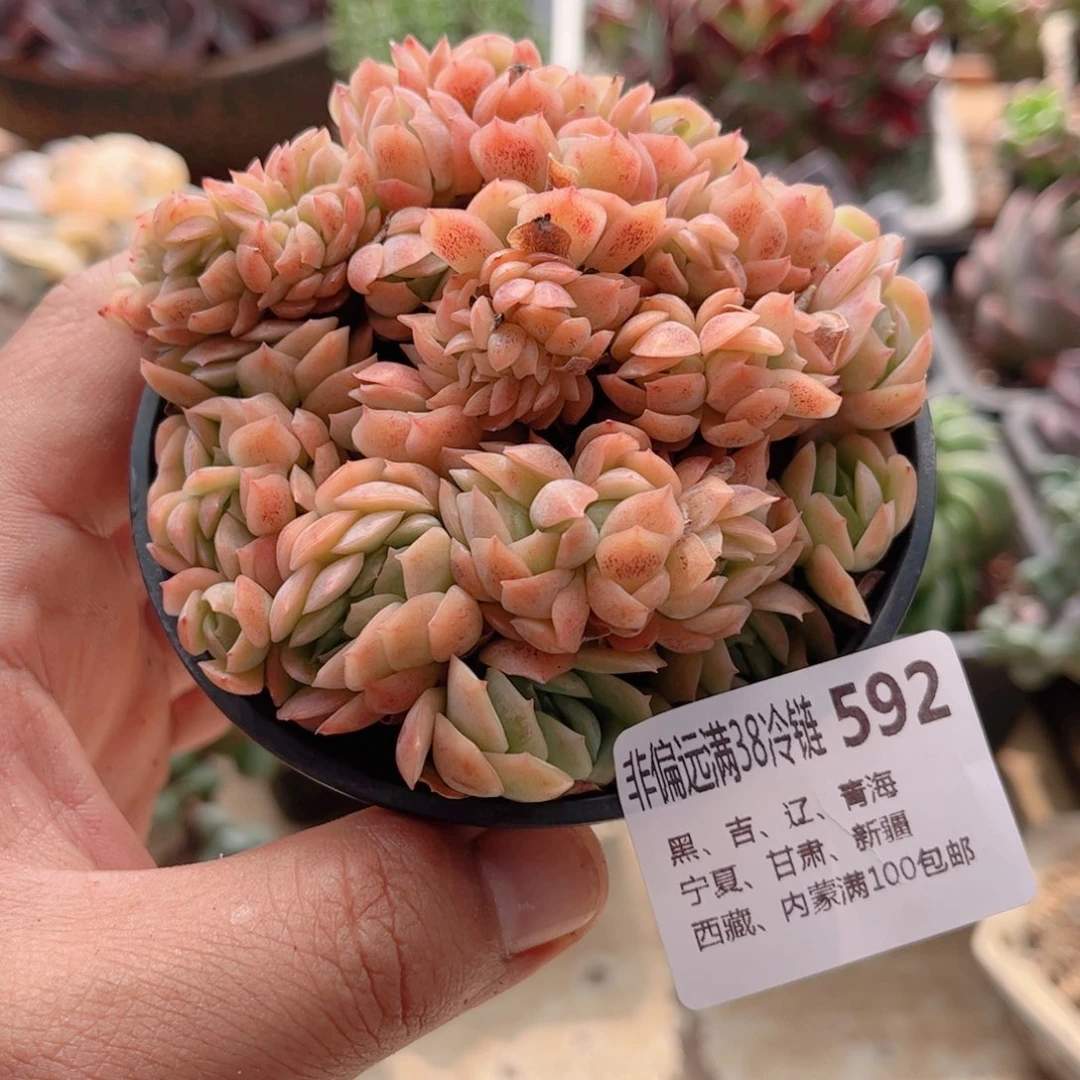 592贝瑞缀德华多肉