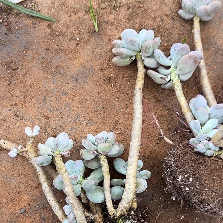 无花朵奶酪老桩。